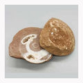Par de fósiles de amonites de .1-.6#