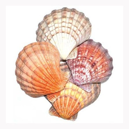 Lion Paw Shell incense burner