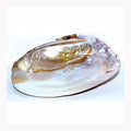 6" Shell incense Burner