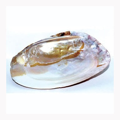 6" Shell incense Burner