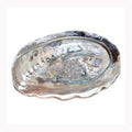 4" Abalone Shell incense burner (limited quanity)