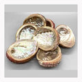 3-4" Abalone Shell incense burner