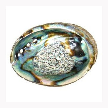 3" - 4" Abalone Shell incense burner