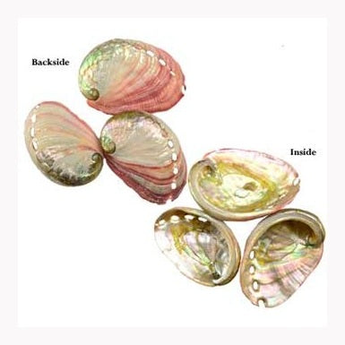 2" - 3" Abalone Shell incense burner
